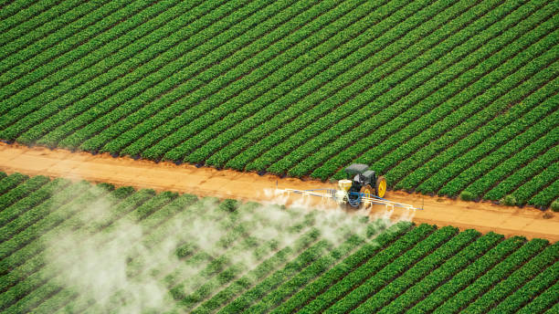 Best Termite Control Services  in Westgate, FL